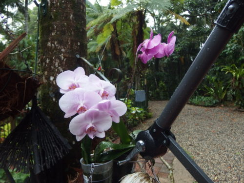 My orchids survived the storm! 